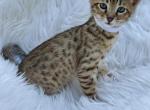 Muffin - Savannah Cat For Sale - Bradenton&comma; FL&comma; US
