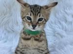 Leo - Savannah Cat For Sale - Bradenton&comma; FL&comma; US