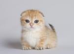 Tashira - Munchkin Cat For Sale - Pembroke Pines&comma; FL&comma; US