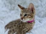 Nala - Savannah Cat For Sale - Bradenton&comma; FL&comma; US