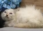 Engel of Romanov Dynasty - Siberian Cat For Sale - Ashburn&comma; VA&comma; US