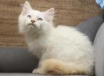 Emperor of Romanov Dynasty - Siberian Cat For Sale - Ashburn&comma; VA&comma; US