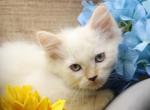 Epic of RomanovCats - Siberian Cat For Sale - Ashburn&comma; VA&comma; US