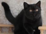 Harley - British Shorthair Cat For Sale - Hollywood&comma; FL&comma; US