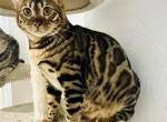 Baby - Bengal Cat For Sale - Brooklyn Park&comma; MN&comma; US