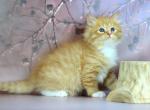 Orange - Siberian Cat For Sale - Pembroke Pines&comma; FL&comma; US