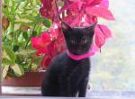 Princess - Domestic Cat For Sale - Reading&comma; PA&comma; US