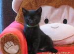 Prince - Domestic Cat For Sale - Reading&comma; PA&comma; US