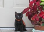 Patrik - Domestic Cat For Sale - Reading&comma; PA&comma; US