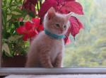Pumpkin - Domestic Cat For Sale - Reading&comma; PA&comma; US