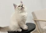 Siberian Boy Yellow Collar - Siberian Cat For Sale - Rosenberg&comma; TX&comma; US
