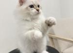 Siberian Boy Blue Collar Boy - Siberian Cat For Sale - Rosenberg&comma; TX&comma; US