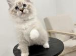 Litter F Kittens Available - Siberian Cat For Sale - Rosenberg&comma; TX&comma; US