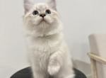 Litter F Kittens Available Now - Siberian Cat For Sale - Rosenberg&comma; TX&comma; US