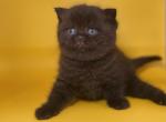 Chocolate Bambina - British Shorthair Cat For Sale - Fort Wayne&comma; IN&comma; US