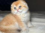 Leo - Scottish Fold Cat For Sale - Fort Wayne&comma; IN&comma; US