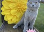 Darci - Scottish Fold Cat For Sale - Fort Wayne&comma; IN&comma; US