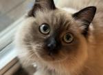 Kattapura Icy Sky - Ragdoll Cat For Sale - Laurel&comma; MD&comma; US