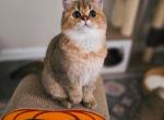 Walter - Scottish Straight Cat For Sale - Levittown&comma; PA&comma; US