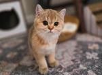 Burt - Scottish Straight Cat For Sale - Levittown&comma; PA&comma; US