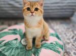 Briss - Scottish Straight Cat For Sale - Levittown&comma; PA&comma; US