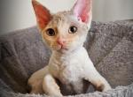Winn - Devon Rex Cat For Sale - Williamsburg&comma; VA&comma; US