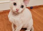 Willow - Devon Rex Cat For Sale - Williamsburg&comma; VA&comma; US