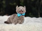 Diamonds elf munchkin boy - Munchkin Cat For Sale - Conroe&comma; TX&comma; US