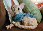 Piper - Devon Rex Cat For Sale - Williamsburg&comma; VA&comma; US