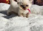 Pearls pink collar female - Munchkin Cat For Sale - Conroe&comma; TX&comma; US