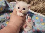 Blue collar - Munchkin Cat For Sale - Conroe&comma; TX&comma; US