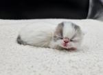Morton - Exotic Cat For Sale - Bois D Arc&comma; MO&comma; US