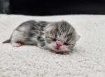 Midas - Exotic Cat For Sale - Bois D Arc&comma; MO&comma; US