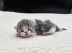 Mowgli - Exotic Cat For Sale - Bois D Arc&comma; MO&comma; US