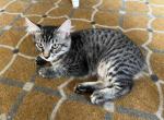 Bobtails kittens - American Bobtail Cat For Adoption - Agawam&comma; MA&comma; US