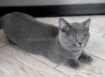 Almaz munchkin standard blue solid chunky boy - Munchkin Cat For Sale - TX&comma; US