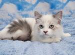 Nyx - Ragdoll Cat For Sale - Poplar Grove&comma; IL&comma; US