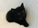 Jet FREE - Domestic Cat For Sale - New Holland&comma; PA&comma; US