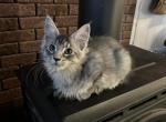 Maine Coon Kittens in Montana - Maine Coon Cat For Sale - Absarokee&comma; MT&comma; US
