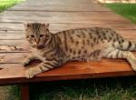 Mowgli proven highland lynx male - Highlander Cat For Sale - Absarokee&comma; MT&comma; US