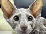 Lilac Male Kitten OSH Oriental Shorthair - Oriental Cat For Sale - NJ&comma; US