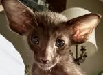 Chocolate Male OSH Kitten - Oriental Cat For Sale - NJ&comma; US