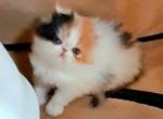 Ariella - Persian Cat For Sale - FL&comma; US