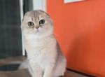 Virginia - Scottish Fold Cat For Sale - Levittown&comma; PA&comma; US