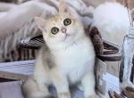 Dona - British Shorthair Cat For Sale - Glendale&comma; CA&comma; US