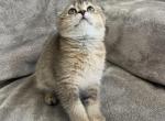 Kitty 1 - Scottish Fold Cat For Sale - Renton&comma; WA&comma; US