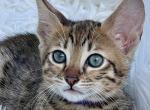 Cleo - Savannah Cat For Sale - Bradenton&comma; FL&comma; US