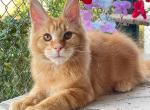 Blake - Maine Coon Cat For Sale - Miami&comma; FL&comma; US