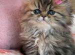 Sephira - Persian Cat For Sale - Fort Worth&comma; TX&comma; US