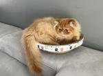 Ollie - Persian Cat For Sale - Vancouver&comma; WA&comma; US